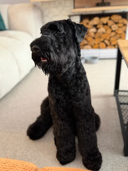 Ash, a black Kerry Blue Terrier