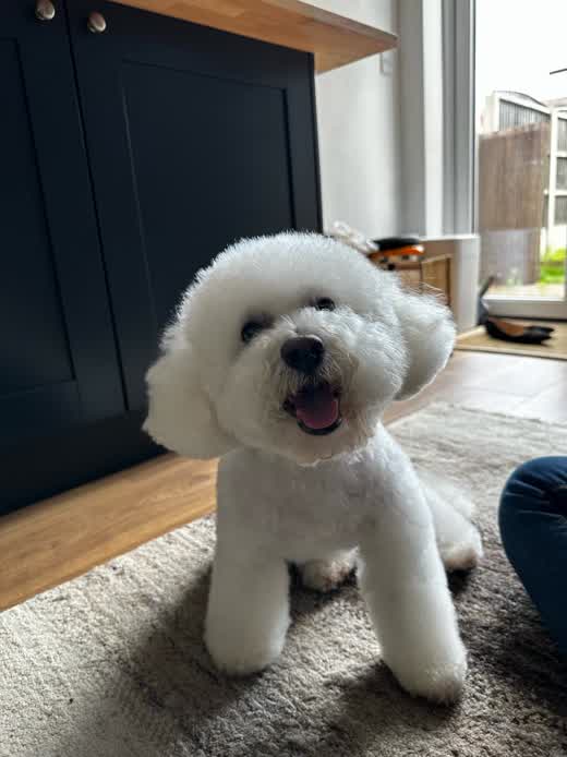 Billy, a white Bichon Frise
